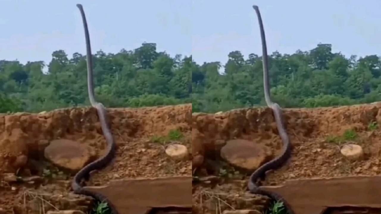 Viral Video: সাপ দাঁড়িয়েও থাকতে পারে? ভয়ঙ্কর কিং কোবারর ভিডিয়ো দেখে নেটপাড়ায় শিহরন