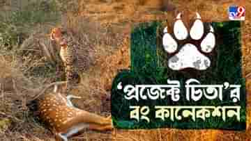 Project Cheetahs: কুনো জাতীয় উদ্যানের সঙ্গে কী যোগ দুই তরুণ বাঙালি প্রাণিবিদের?