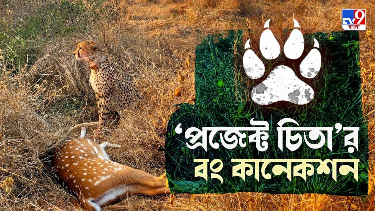 Project Cheetahs: কুনো জাতীয় উদ্যানের সঙ্গে কী যোগ দুই তরুণ বাঙালি প্রাণিবিদের?