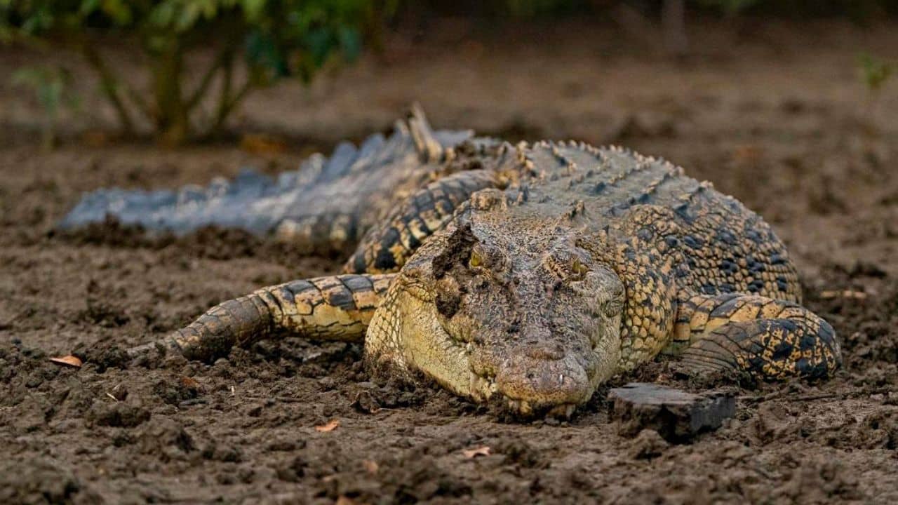 Bhitarkanika: ৩ দিন ধরে চলবে ভিতরকণিকা মহোত্‍সব! এই সুযোগে টুক করে ঘুরে আসুন মিনি অ্যামাজন থেকে