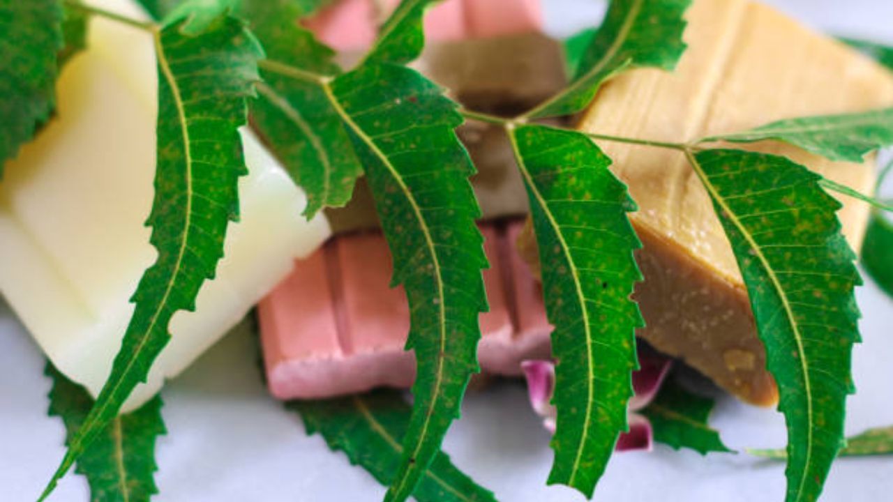 নিম সাবান বানিয়ে নিন বাড়িতেই, রইল পদ্ধতি TV9Bangla Homemade Neem