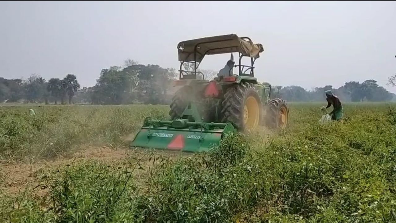 Ghatal chilli cultivation: ১০-১২ টাকা কিলো! ক্ষেতে 'লঙ্কাকাণ্ড' বাধালেন চাষিরা