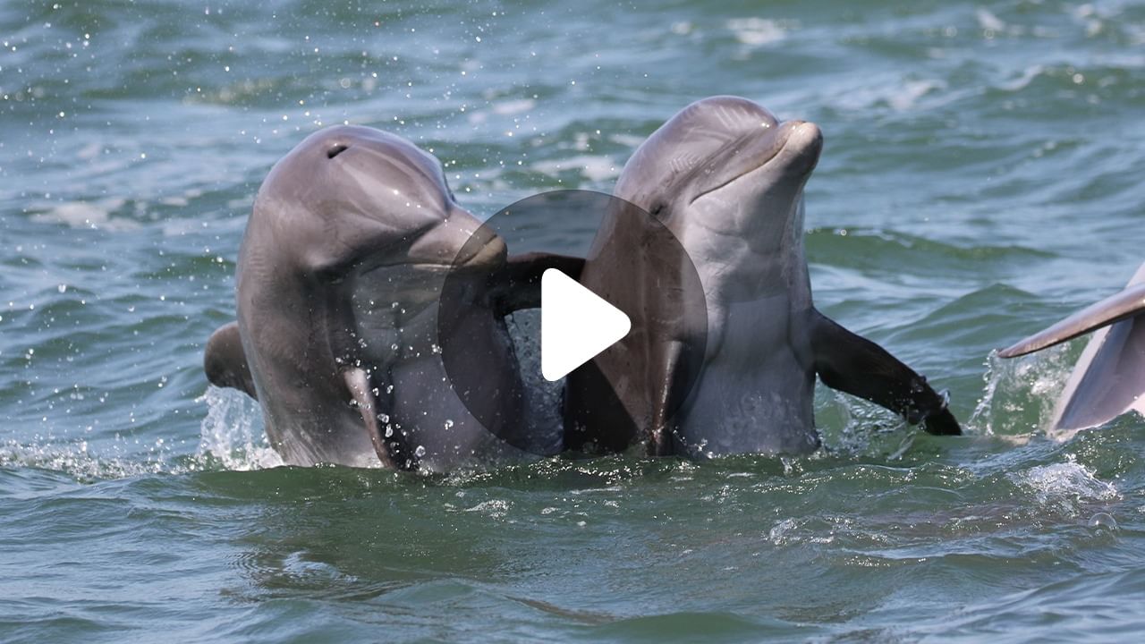 Relationship of Dolphins: ডলফিনের সম্পর্ক হার মানাবে মানুষকেও