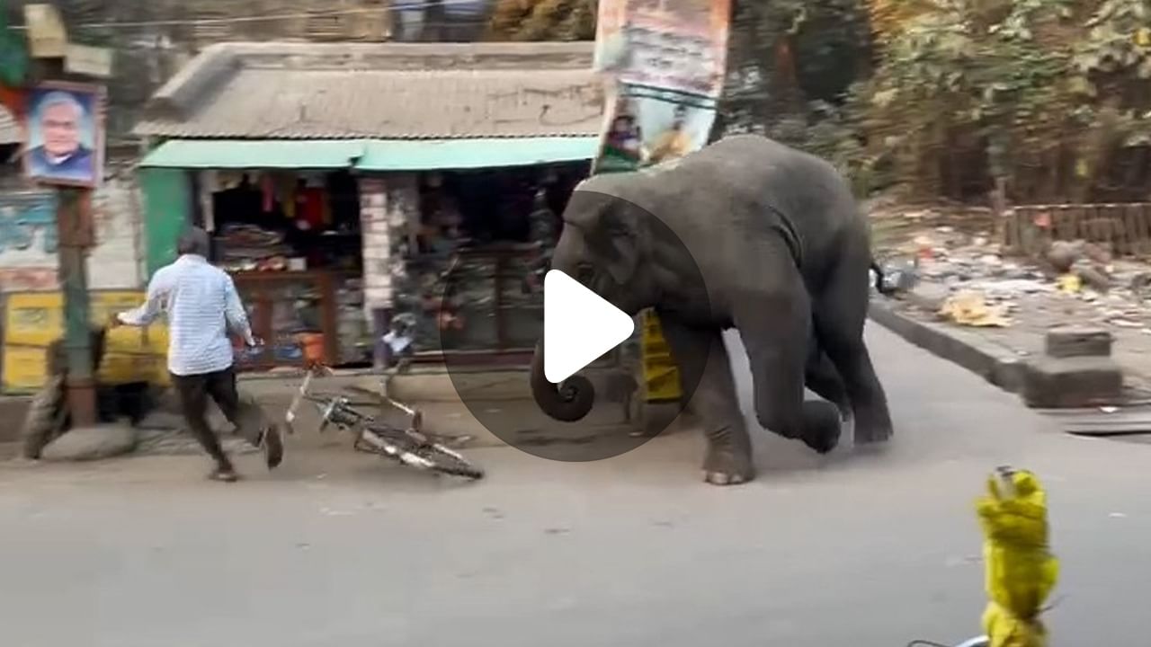 Arambag Elephant News: আরামবাগে হাতির তাণ্ডব