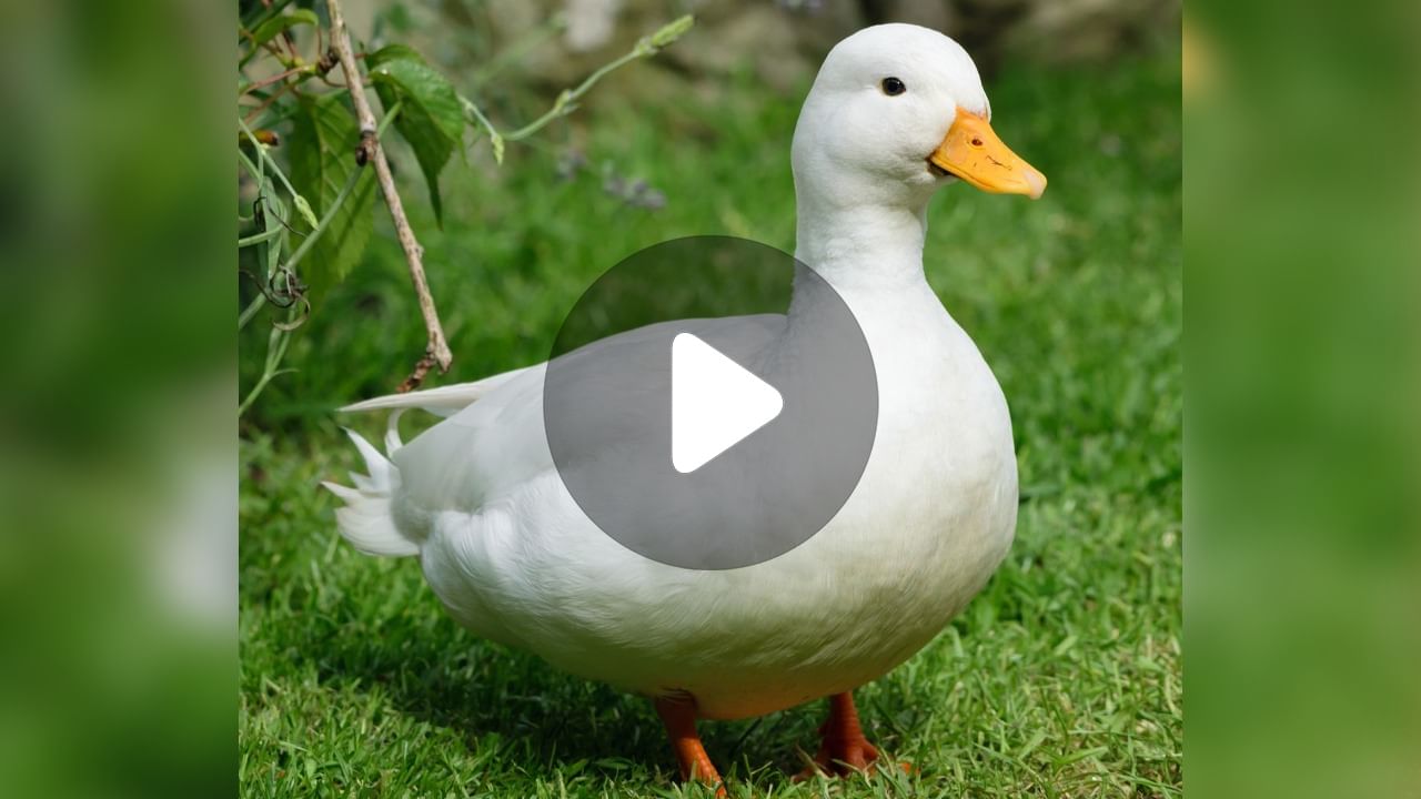 Viral Video: 'ডাক ওয়াক' দেখেছেন কখনও? Viral Video: 'ডাক ওয়াক' দেখেছেন কখনও?