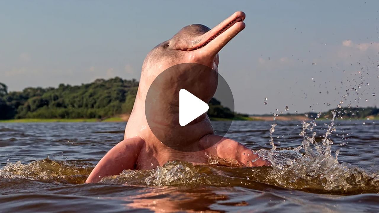 Amazon river dolphin: কোথায় গেলে দেখতে পেলে দেখতে পাবেন গোলাপি ডলফিন? Amazon river dolphin: কোথায় গেলে দেখতে পেলে দেখতে পাবেন গোলাপি ডলফিন?