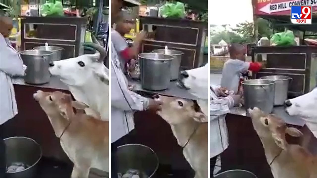 Viral Video: ঘাস ছেড়ে শেষে ফুচকা খাচ্ছে গরু-বাছুর, ভিডিয়ো দেখলে থামবে না হাসি