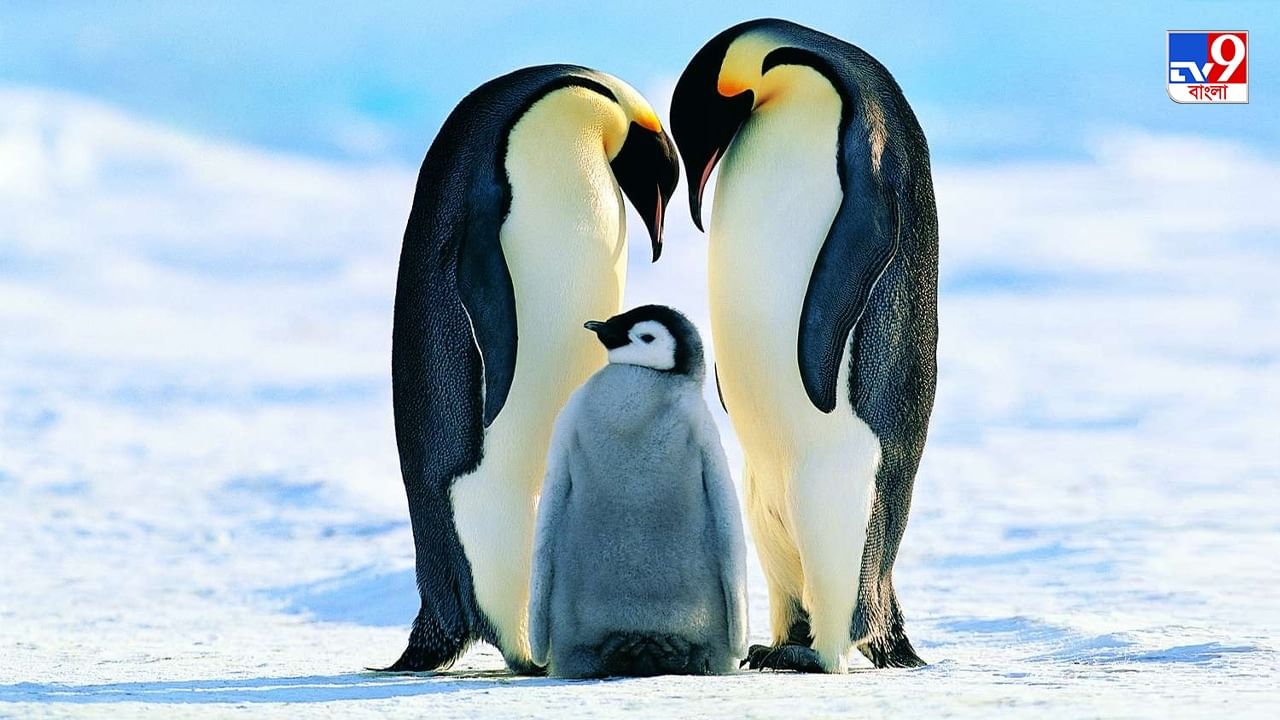 Emperor Penguin: অ্যান্টার্কটিকায় দ্রুত কমছে এম্পেরর পেঙ্গুইনের সংখ্যা, কারণ দেখে অবাক বিজ্ঞানীরা
