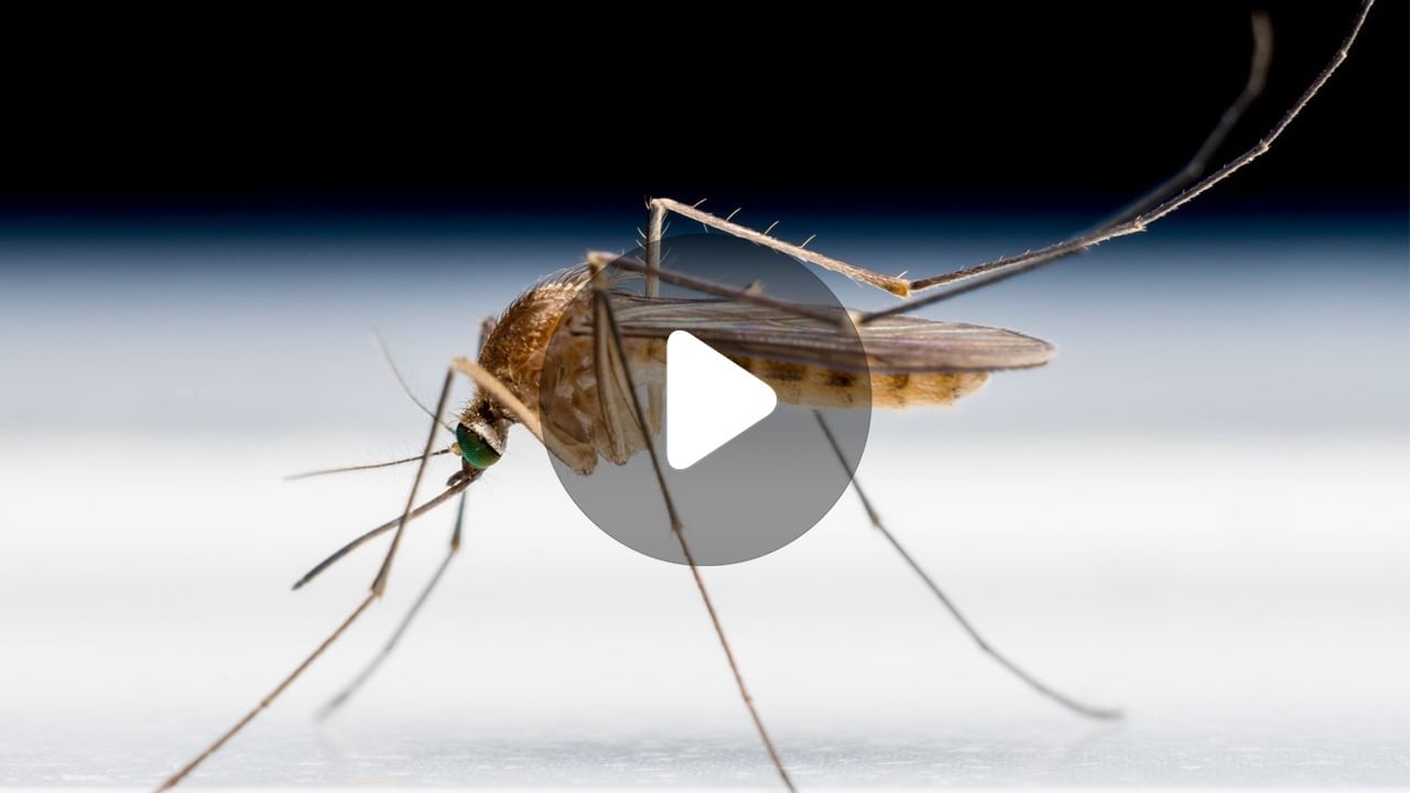 Mosquito Killer: মশা মারার মেশিনে কি ইলেকট্রিক বিল বাড়ে?