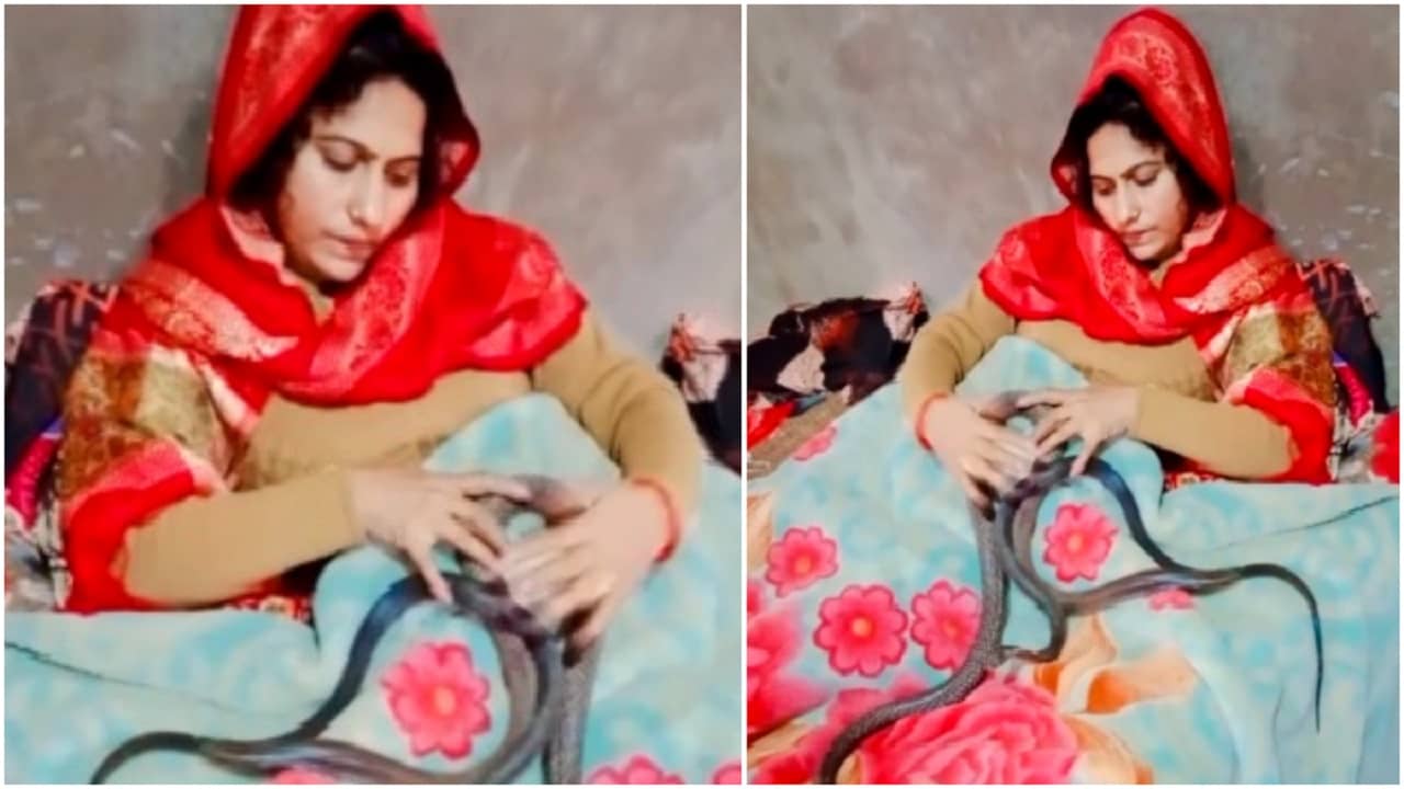 Viral Video: বিছানায় সাপেদের আদর করে ঘুম পাড়াচ্ছেন, মহিলার দুঃসাহসিকতায় ঘুম উড়ছে নেটিজ়েনদের