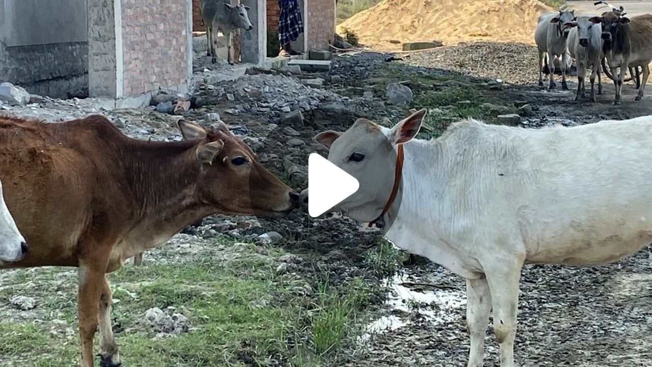 Cow Hug Day: সরকারি নির্দেশিকার উপর কি নির্ভর করে গো-প্রেম?