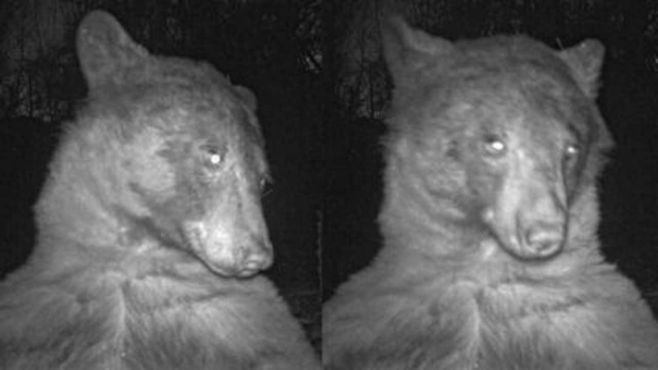 Viral Video: যত কাণ্ড জঙ্গলে! রাতবিরেতে 400 সেলফি তুলে ভাইরাল হল এই ভালুক