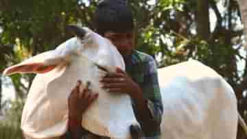 Cow Hugging Day: ভ্যালেন্টাইন্স ডে অতীত, ১৪ ফেব্রুয়ারি জড়িয়ে ধরুন গরুকে! গো-আলিঙ্গন দিবস পালনের নির্দেশিকা কেন্দ্রের