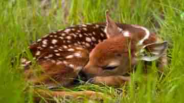 Coronavirus In Deer: এবার হরিণের শরীরে থাবা বসাল করোনা, উদ্বেগে মার্কিন মুলুকের বিজ্ঞানীরা