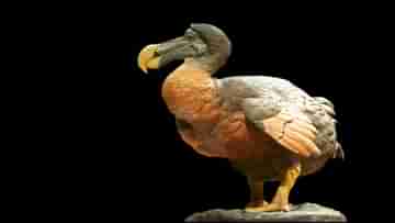 Resurrect Dodo Birds: 400 বছর পর ফিরতে চলেছে বিলুপ্ত ডোডো পাখি, কীভাবে হবে এই অসাধ্য সাধন?