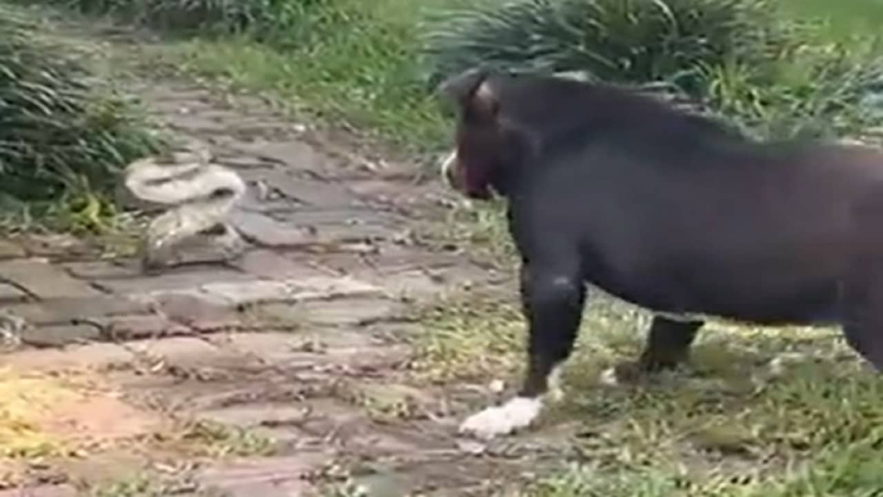 Viral Video: সাপে-নেউলে নয়, এবার খতরনাক বিষধরের সঙ্গে লড়াইয়ে নামল কুকুর, তারপর যা হল...