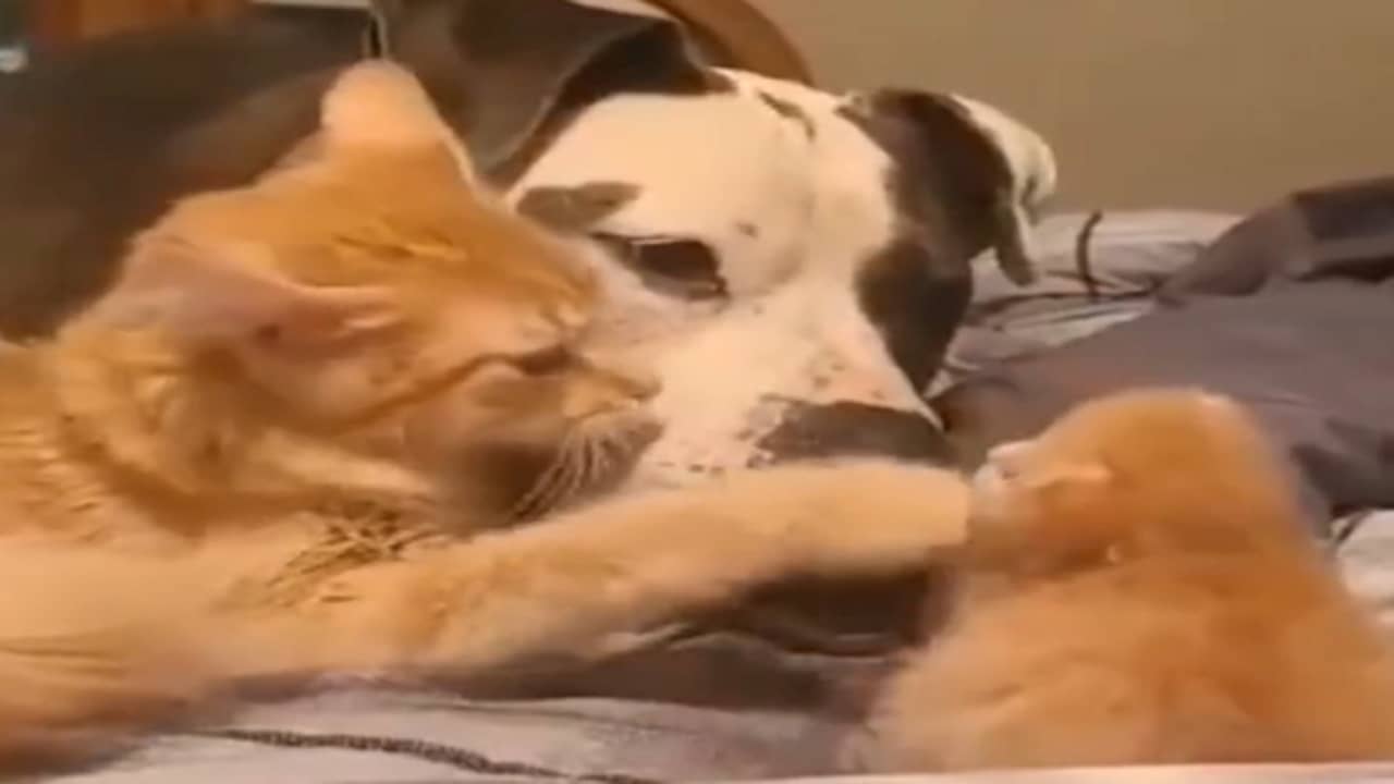 Viral Video: নেই ঝগড়া, নেই মারামারি, বন্ধু কুকুরকে নিজের সন্তান দেখাল পোষ্য বিড়াল