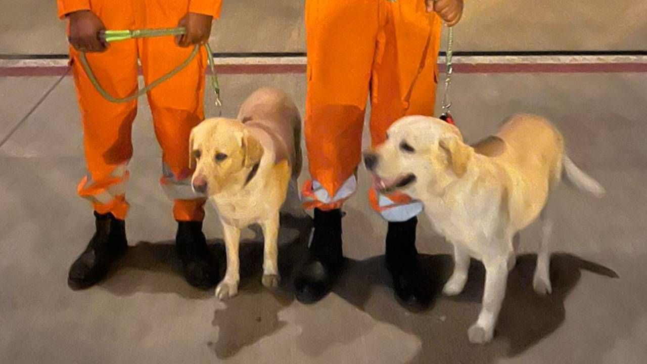 dog-squad-in-turkey