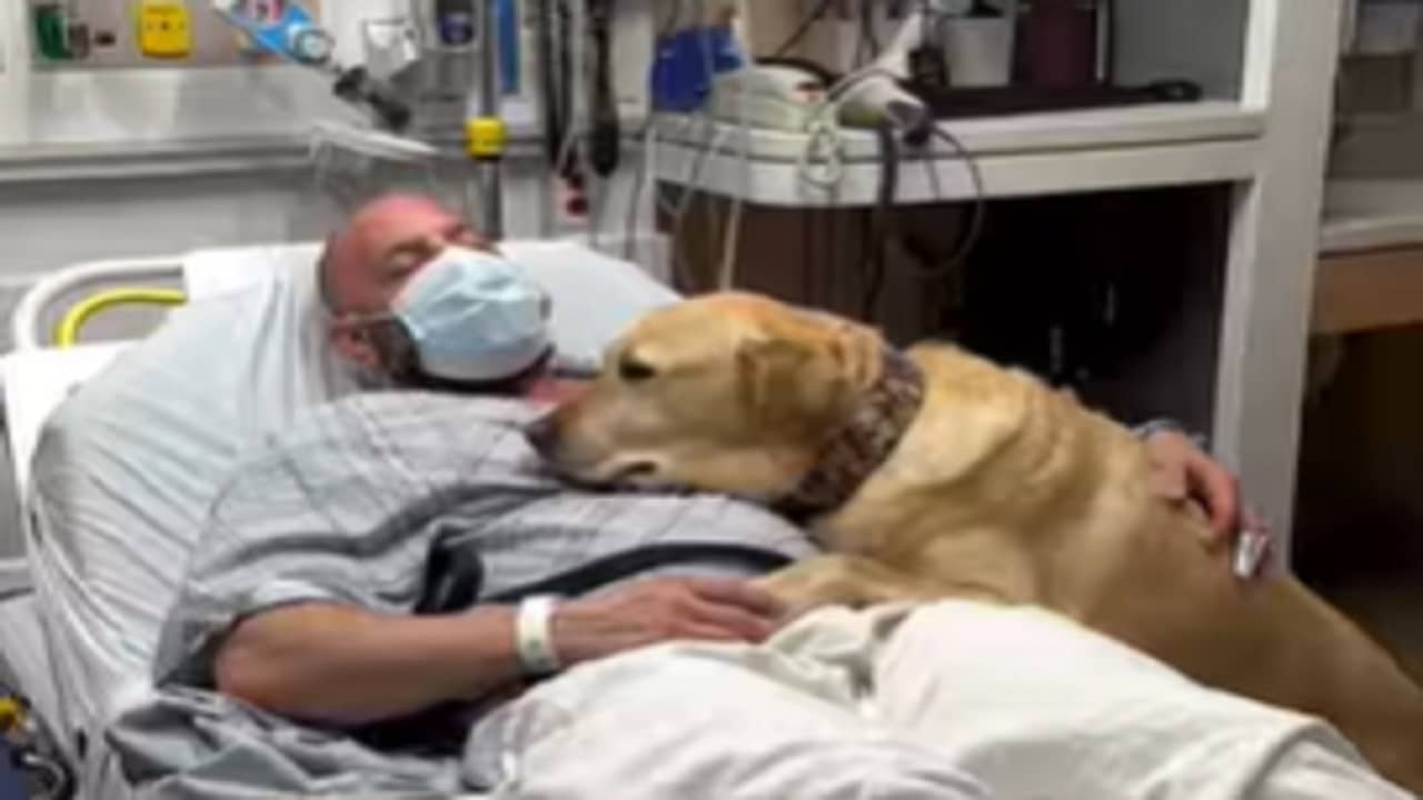 Viral Video: অনেকটা সিনেমার মতো! হাসপাতালে ভর্তি ব্যক্তির কেবিনে পৌঁছে গেল তাঁর পোষ্য, ভাইরাল ভিডিয়ো