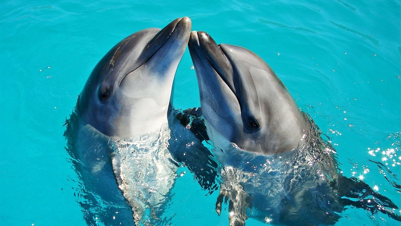 Dolphin Bromance: 'ব্রোম্যান্স' বললেও ভুল হবে না, টানা 15 বছর সম্পর্কে থাকতে পারে দু'টি পুরুষ ডলফিন