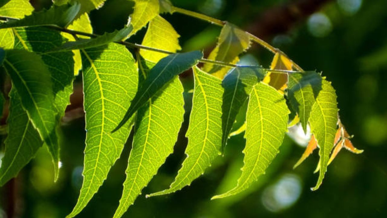 এখন আবহাওয়া পরিবর্তন হচ্ছে। বাতাসে রোগের জীবাণু ভেসে বেড়াচ্ছে। তাই অ্যান্টি-ভাইরাল সমৃদ্ধ খাবার খেতে হবে। এই সময় বসন্ত রোগের প্রকোপও বাড়ে। তাই পাতে রাখুন নিম পাতা, উচ্ছে, সজনে ফুলের মতো মরশুমি খাবার। এগুলো স্বাদে তিক্ত হলেও আপনাকে রোগের হাত থেকে বাঁচাবে।