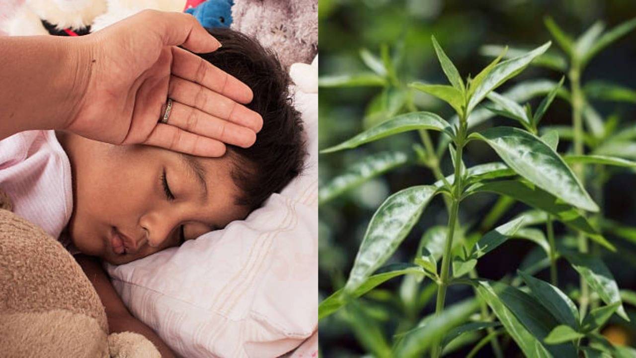 Health Benefits of Kalmegh: বাড়ির খুদে জ্বর-সর্দিতে ভুগছে? আপনার সন্তানের স্বাস্থ্যের জন্য ধন্বন্তরি এই আয়ুর্বেদিক ভেষজ