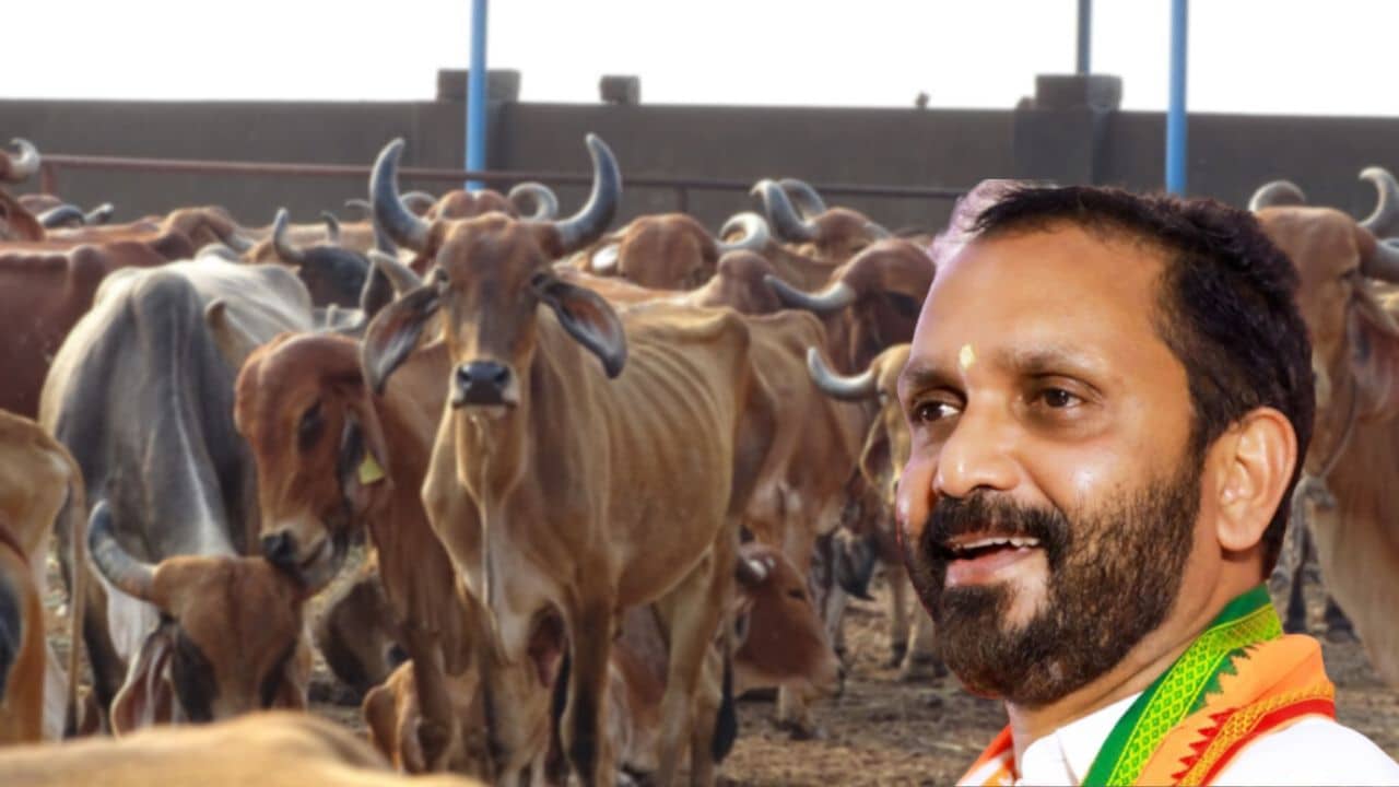 K Surendran: বাম সরকারের থেকে ভাল কাজ করে গরু, মন্ত্রীদের সঙ্গেও গরুর তুলনা করলেন বিজেপি সভাপতি