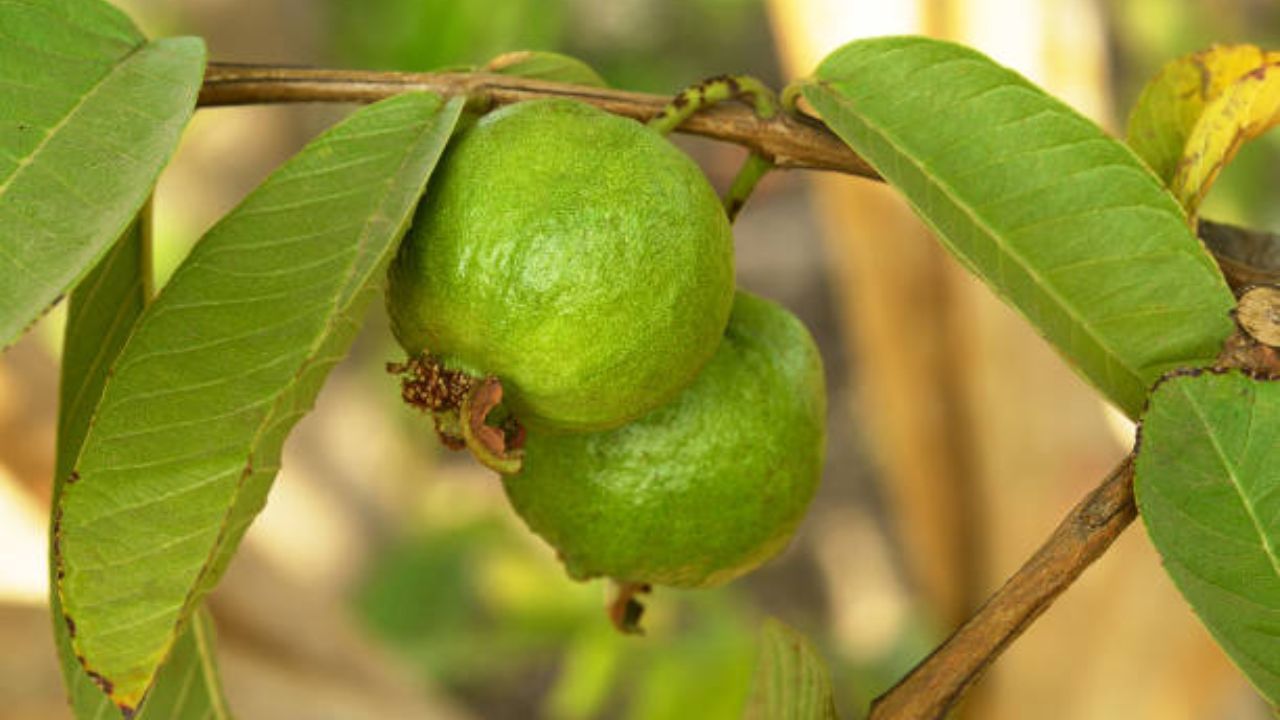 পেয়ারা পাতার মধ্যে রয়েছে কিছু অ্যান্টিঅক্সিডেন্ট । এই অ্যান্টিঅক্সিডেন্ট কিন্তু শরীরে অনেক সমস্যারই সমাধান করতে পারে। এক্ষেত্রে দেখা গিয়েছে যে অ্যান্টিঅক্সিডেন্ট মাথায় মাখতে পারলে অনেক সমস্যারই হয়ে যেতে পারে সমধান। পেয়ারা পাতা মাথায় থেঁতো করে লাগিয়ে রাখুন ৩০ মিনিট। এরপর শ্যাম্পু করে নিন। এতে চুল ভাল থাকবে। খুশকির সমস্যাও দূর হয়ে যাবে।