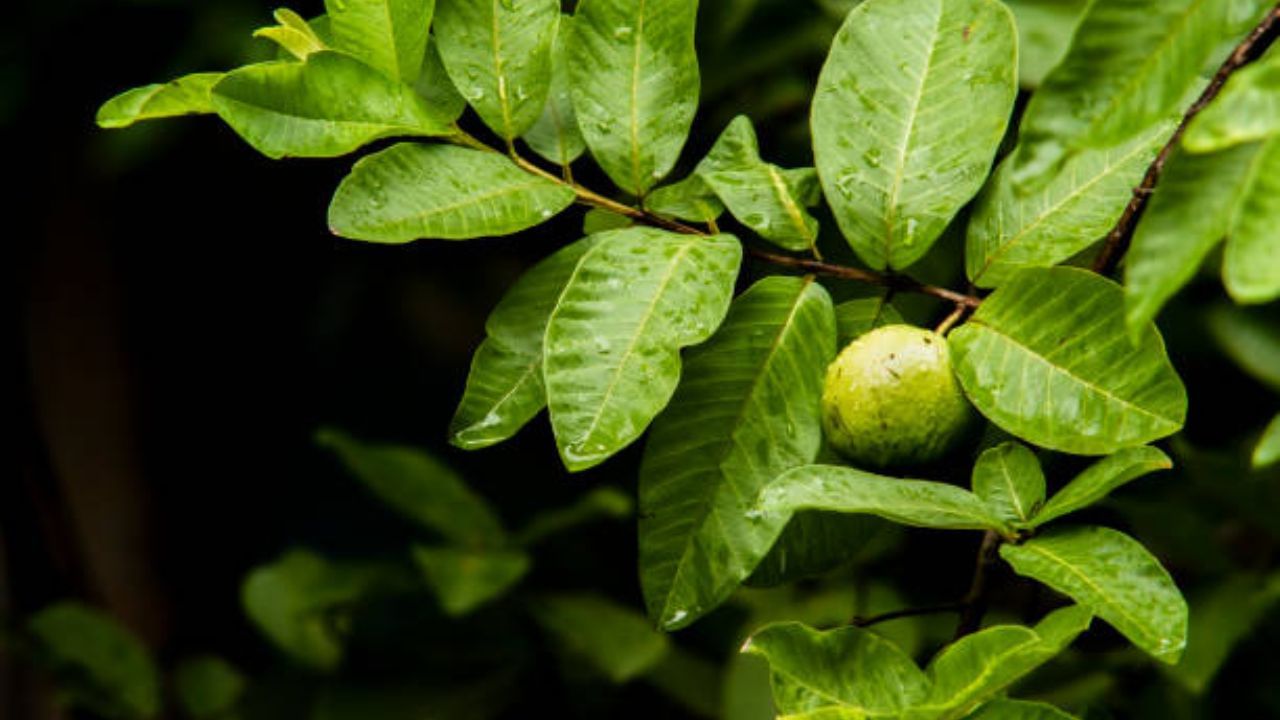 তবে শুধু পেয়ারা নয়, পেয়ারা পাতার মধ্যেও রয়েছে অনেক গুণ। এই পাতায় এমন কিছু পদার্থ রয়েছে যা শরীর সুস্থ রাখতে সাহায্য করে। 