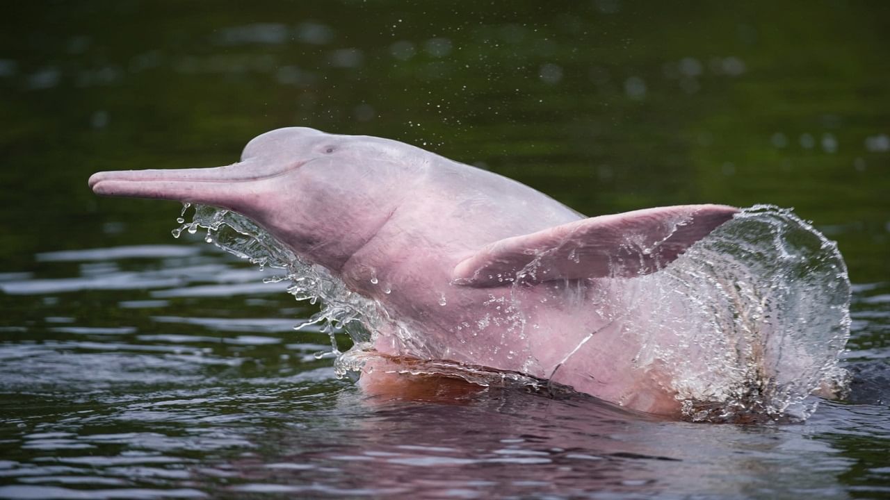 Amazon Pink River Dolphins: জলের উপর 20 ফুট পর্যন্ত লাফ দিতে পারে অ্যামাজনের পিঙ্ক ডলফিন, বাঁচে কতদিন?