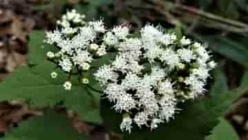 Deadliest Plants: যে কোনও প্রাণীর ভবলীলা সাঙ্গ করতে সিদ্ধহস্ত এই 5 গাছ, দূরে থাকুন সর্বদা