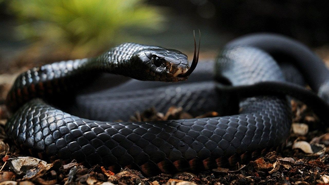 Most Dangerous Snakes: চোখের পলকে শেষ করে দেবে প্রাণ, এই 5 সাপ থেকে দূরে থাকার পরামর্শ বিজ্ঞানীদের