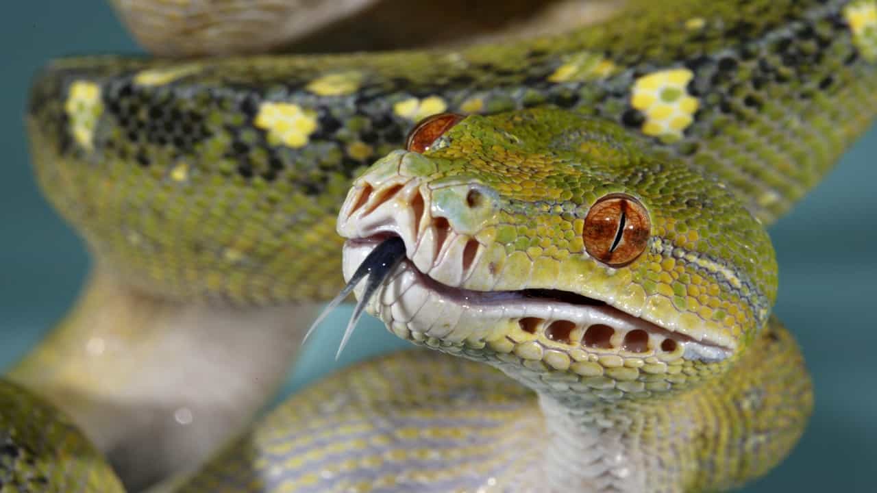 Snake Ear: সাপের আবার কান হয় নাকি! মানুষের মতোই সব শুনতে পায় সাপ, গবেষণায় চাঞ্চল্যকর তথ্য Snake Ear: সাপের আবার কান হয় নাকি! মানুষের মতোই সব শুনতে পায় সাপ, গবেষণায় চাঞ্চল্যকর তথ্য