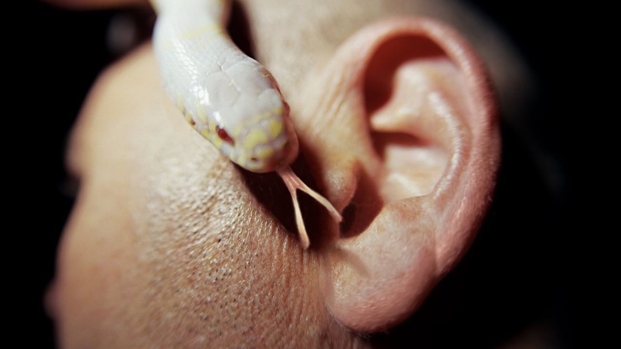 snake ear