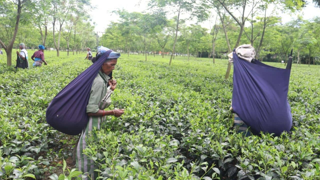 State Budget on Tea Garden: চা শ্রমিকদের দীর্ঘদিনের দাবি কি সত্যিই মিটবে? নাকি বাজেটেও নিছক প্রতিশ্রুতি? প্রশ্ন বিরোধীদের