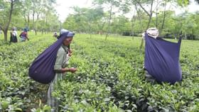 State Budget on Tea Garden: চা শ্রমিকদের দীর্ঘদিনের দাবি কি সত্যিই মিটবে? নাকি বাজেটেও নিছক প্রতিশ্রুতি? প্রশ্ন বিরোধীদের State Budget on Tea Garden: চা শ্রমিকদের দীর্ঘদিনের দাবি কি সত্যিই মিটবে? নাকি বাজেটেও নিছক প্রতিশ্রুতি? প্রশ্ন বিরোধীদের