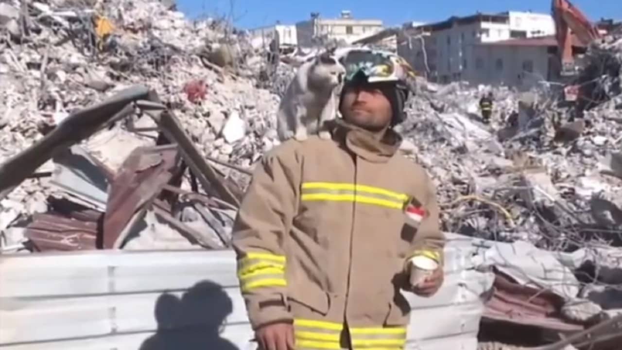 Viral Video: জীবনদাতার সঙ্গ ছাড়তে নারাজ ছোট্ট বিড়াল, তুরস্কের এই জুটি এখন হিট