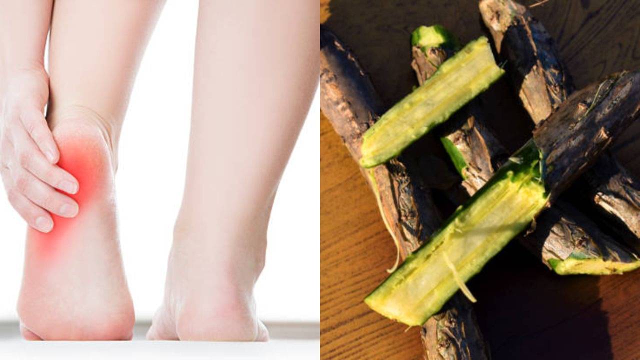 Ayurvedic Herb for Uric Acid: ইউরিক অ্যাসিডের কারণে গোড়ালিতে ব্যথা? মুসুর ডাল, টমেটো ছাড়ার বদলে এই আয়ুর্বেদিক ভেষজ খান