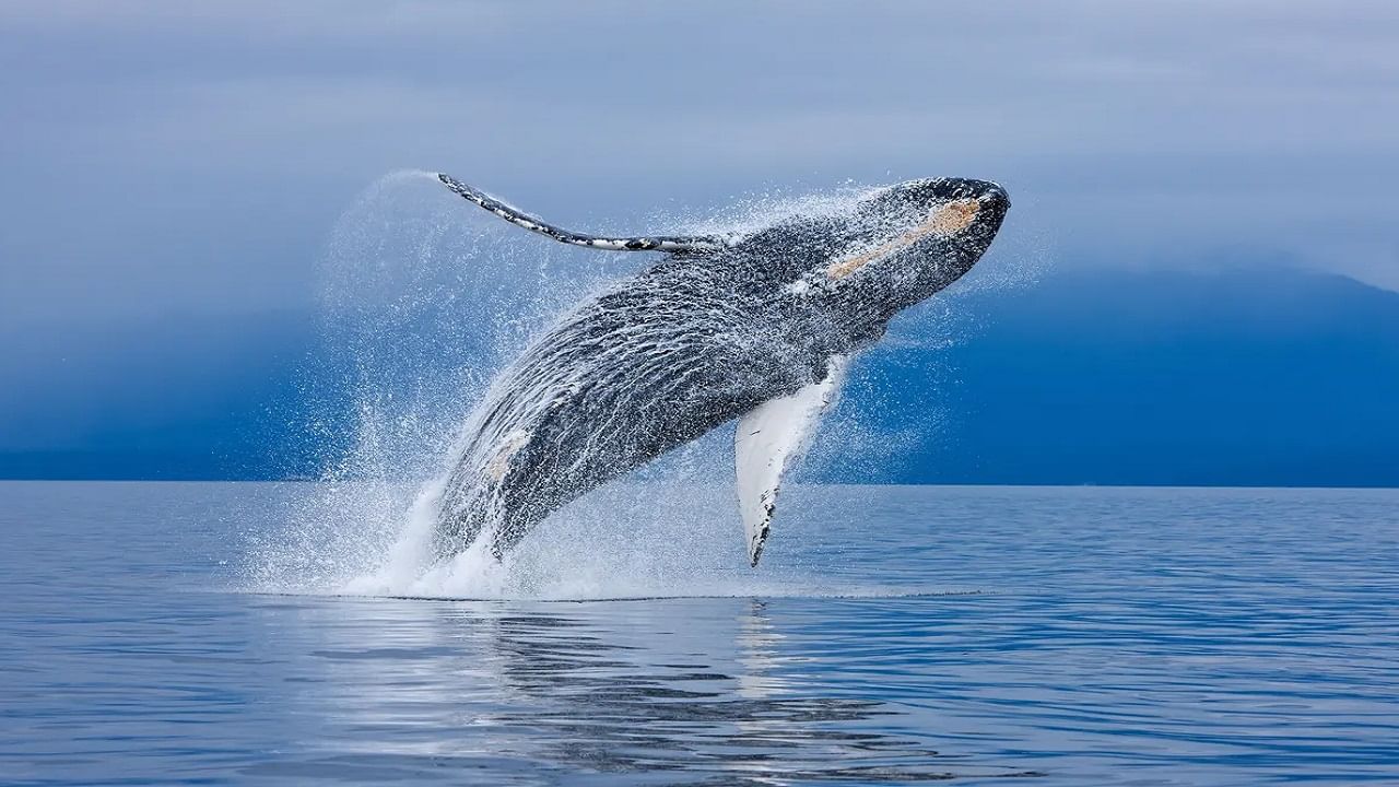 Whale Vomit: কোটি-কোটি টাকায় বিক্রি হয় তিমির বমি, চলে অপরাধ, কারণ জানলে চমকে যাবেন