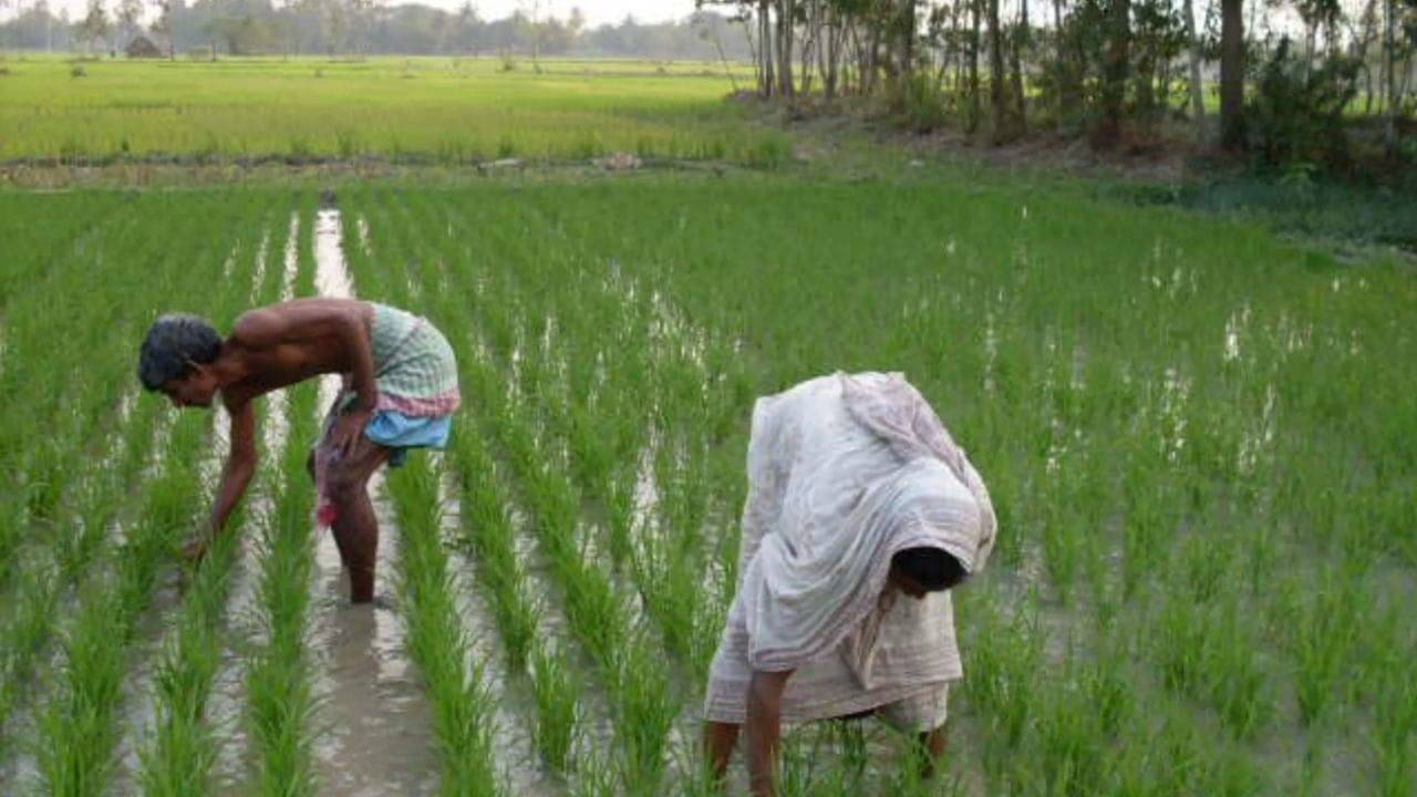 Agricultural Department Recrutient: রাজ্য়ের কৃষি দফতরে নিয়োগ চলছে, কোন যোগ্যতায় করা যাবে আবেদন?