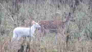 Albino Deer In India: সাদা রঙের বিরল অ্যালবিনো হরিণের সন্ধান উত্তর প্রদেশে, ক্ষীণ দৃষ্টিশক্তি, নিরাপত্তা নিয়ে উদ্বিগ্ন নেটিজ়েনরা