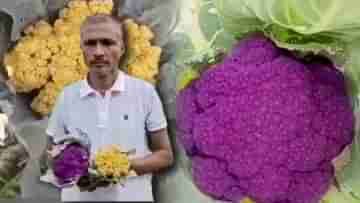 Alipurduar Farmer : ফুলকপি দেখতে ঘনশ্যামের বাড়িতে ভিড় জমাচ্ছে স্থানীয় বাসিন্দারা