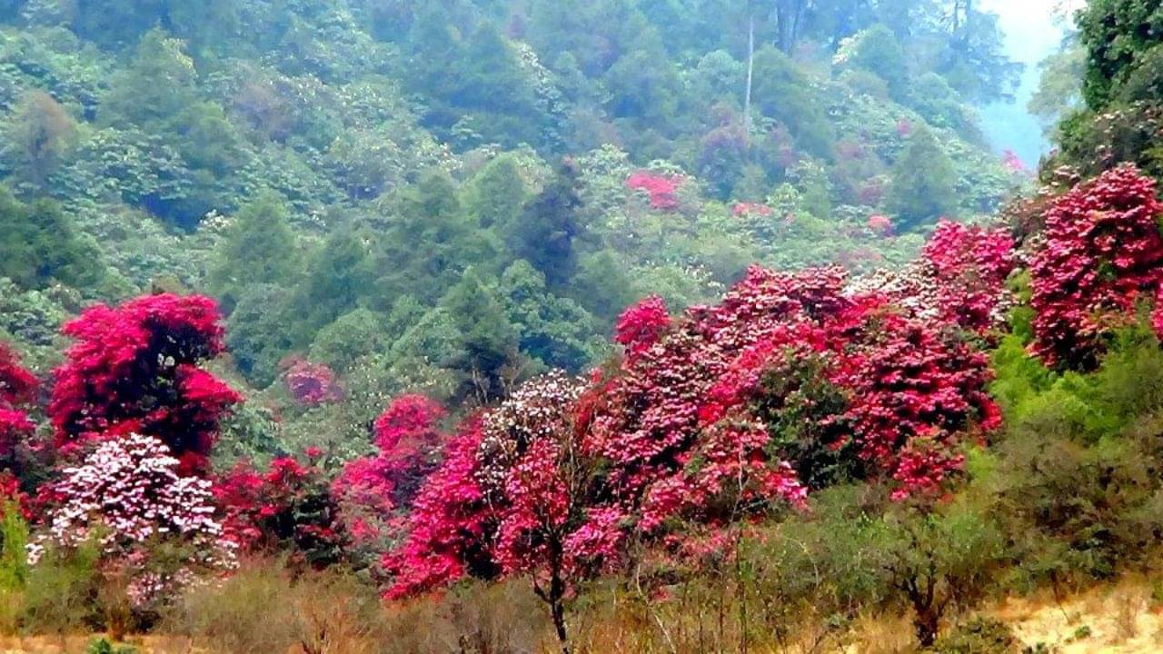 Barsey Rhododendron Sanctuary: ১৯ প্রজাতির রডোডেনড্রনে সাজছে সিকিম, বসন্তে এসে গেছে ভার্সের আনাচ-কানাচে