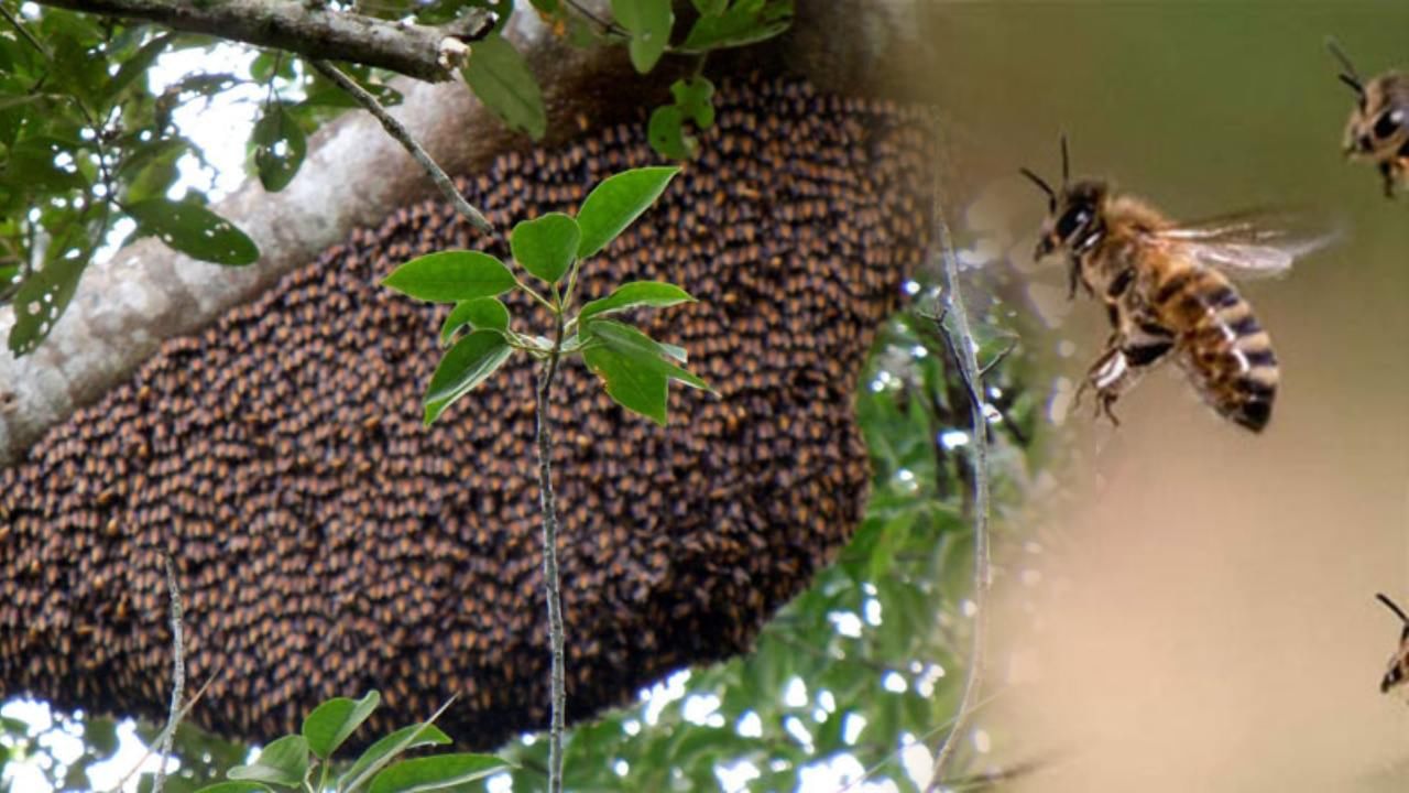 Bee Sting : Bee Sting : আচমকা হানা বাজপাখির; চাক ছেড়ে ধেয়ে এল মৌমাছির দল; মধুকরদের কামড়ে হাসপাতালে ৬