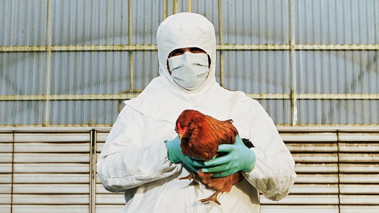 Bird Flu: করোনার বাড়বাড়বন্তের মধ্যেই বাড়ছে আতঙ্ক, ফের মানবশরীরে বার্ড ফ্লু-র হদিশ