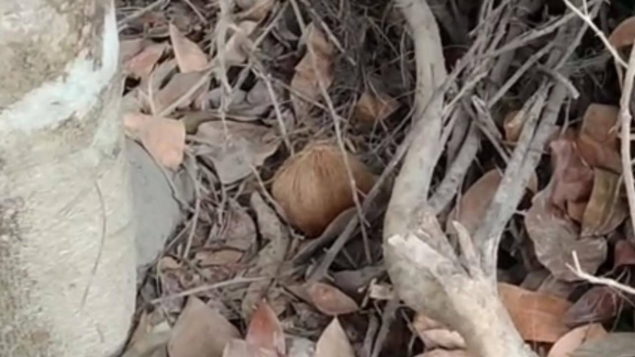 Bomb Recovered : ভাঙড়ে বোমা নিয়ে যাচ্ছিল বাচ্চা,  তড়িঘড়ি পৌঁছল পুলিশ