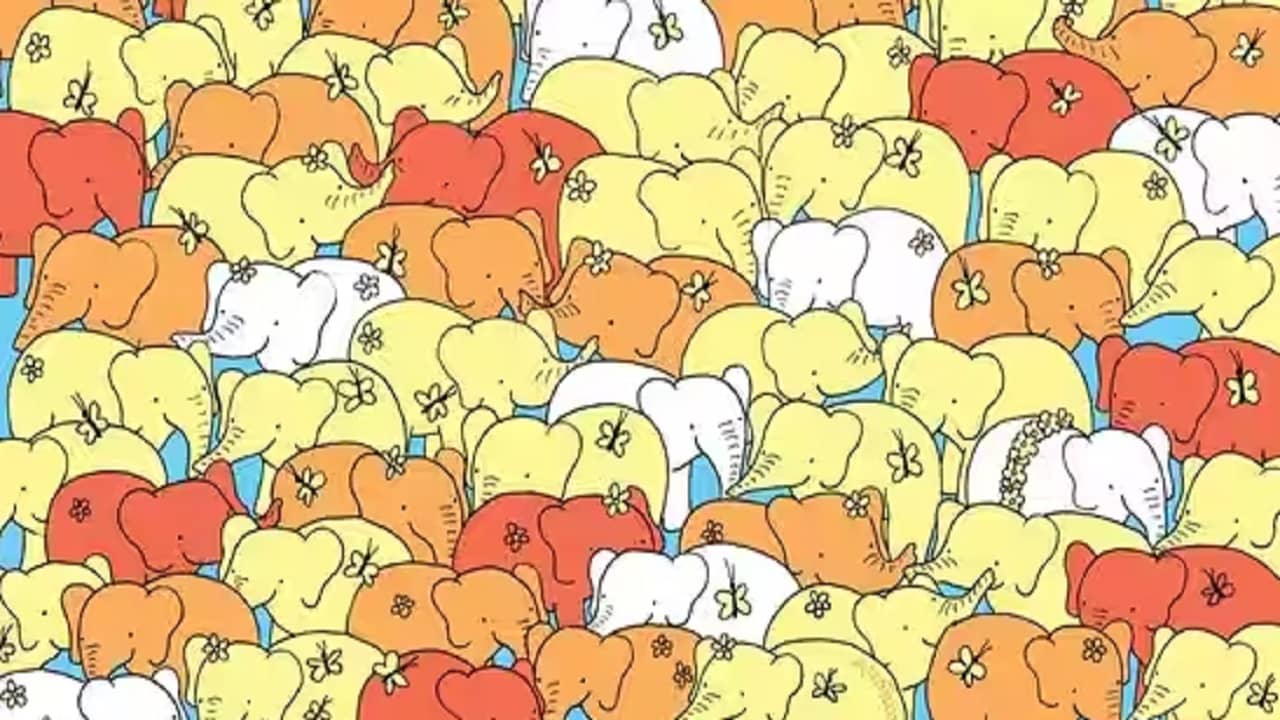 Brain Teaser: এই একপাল হাতির ভিড়ে ছোট্ট একটা হৃদয় খুঁজে বের করতে পারবেন?