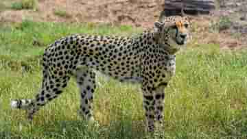 Cheetah: কুনো জাতীয় উদ্যানে বিদেশি অতিথির মৃত্যু, কিডনির অসুখে আক্রান্ত হয়েই প্রাণ গেল চিতার