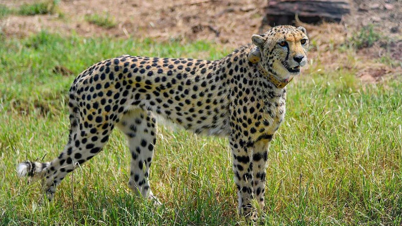 Cheetah: কুনো জাতীয় উদ্যানে 'বিদেশি অতিথি'র মৃত্যু, কিডনির অসুখে আক্রান্ত হয়েই প্রাণ গেল চিতার