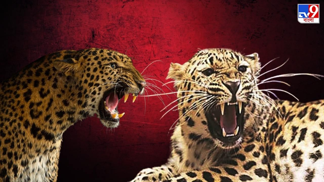 Leopards Attack : গর্জনে কাঁপছে গোটা এলাকা, একটা নয়, একেবারে দুটো চিতাবাঘের সঙ্গে তুমুল লড়াই যুবকের